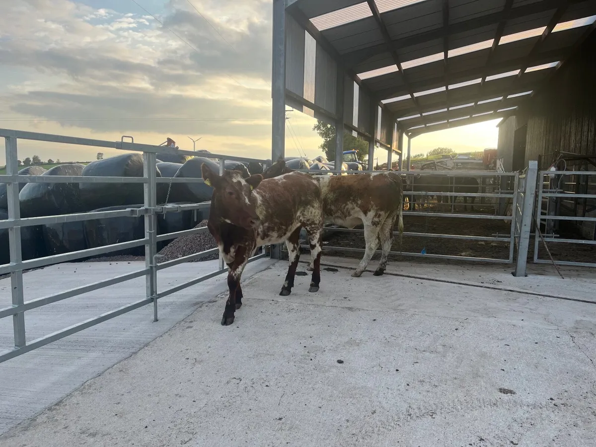 Heifers for sale - Image 2