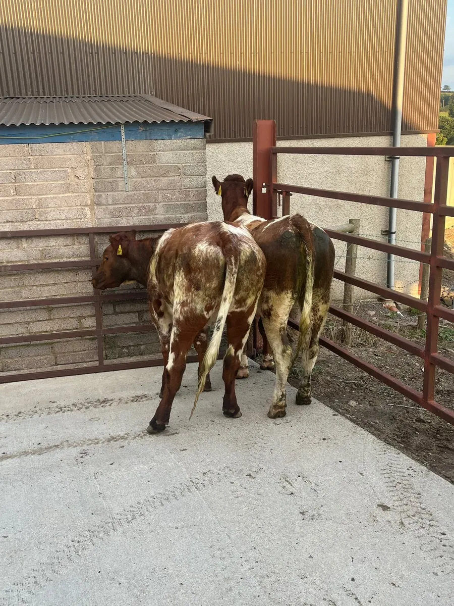Heifers for sale - Image 3