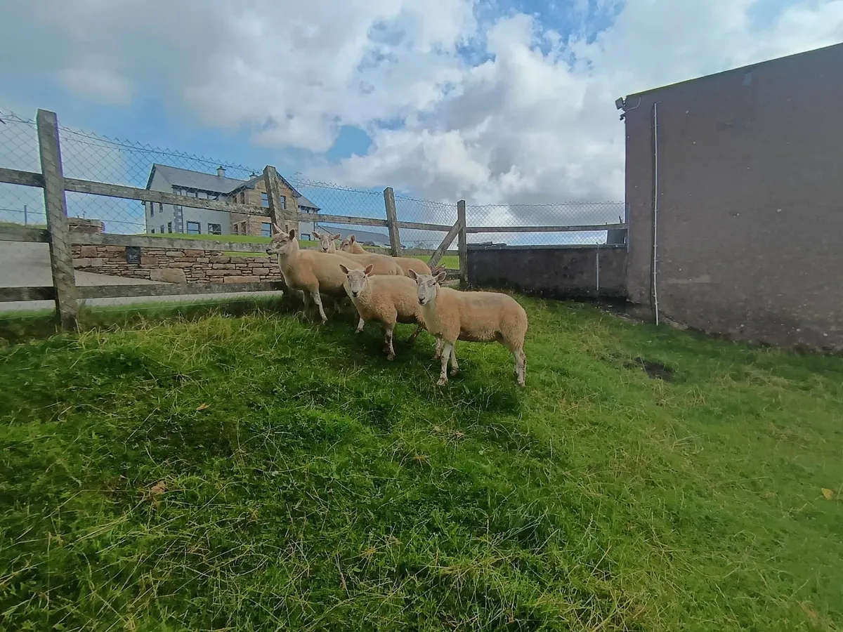 Cheviot X Hoggets - Image 1