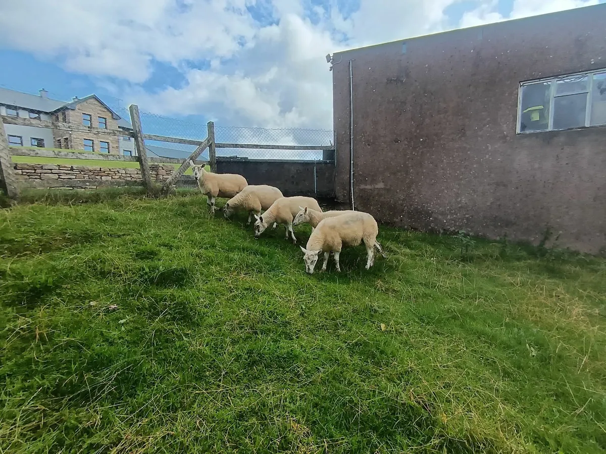 Cheviot X Hoggets - Image 2