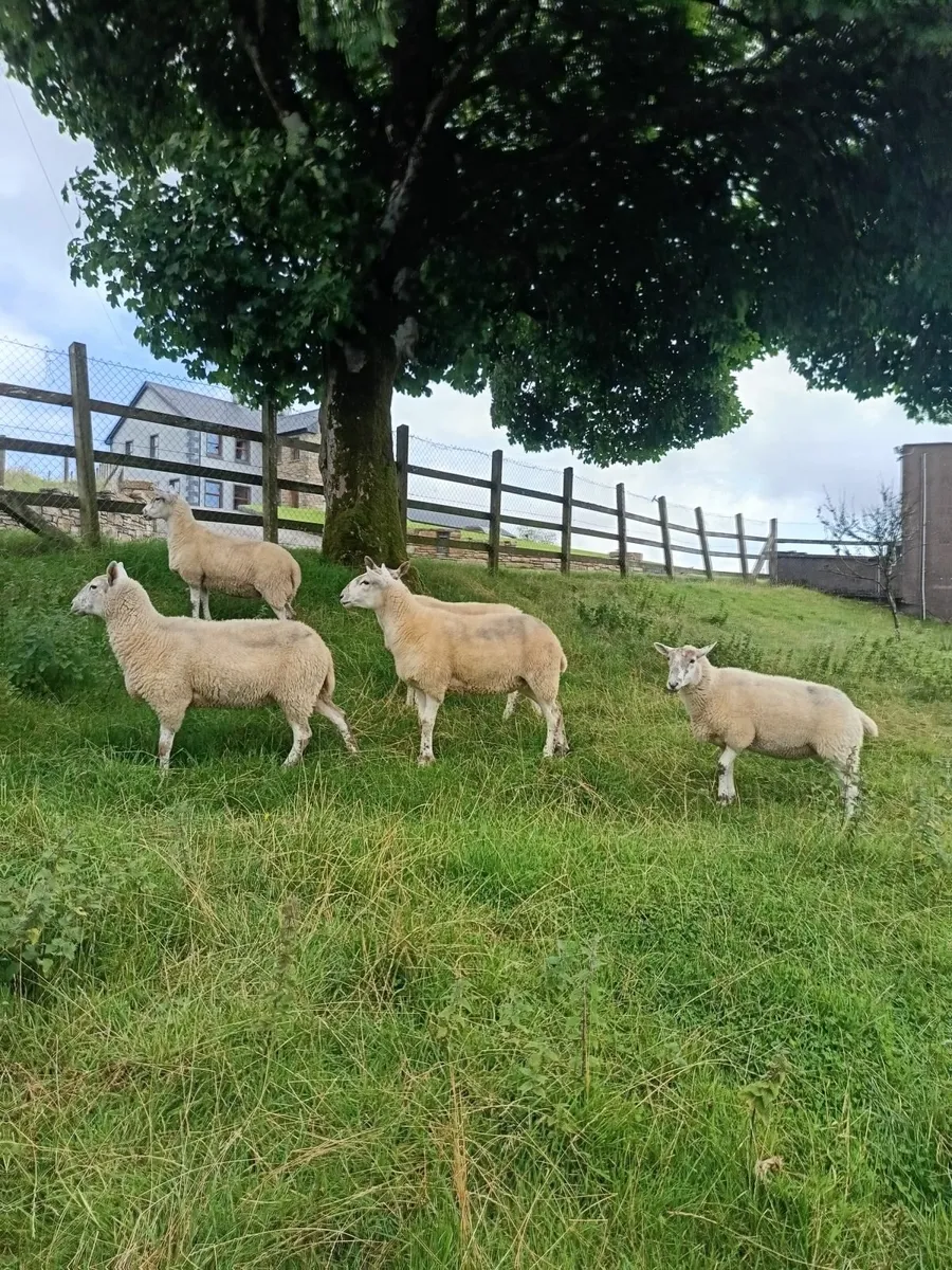 Cheviot X Hoggets - Image 3