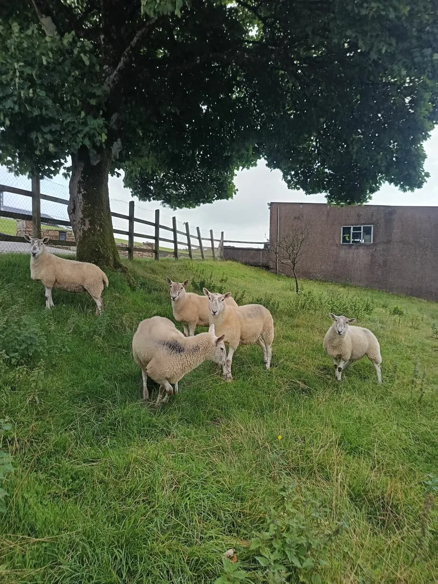 Cheviot X Hoggets - Image 4