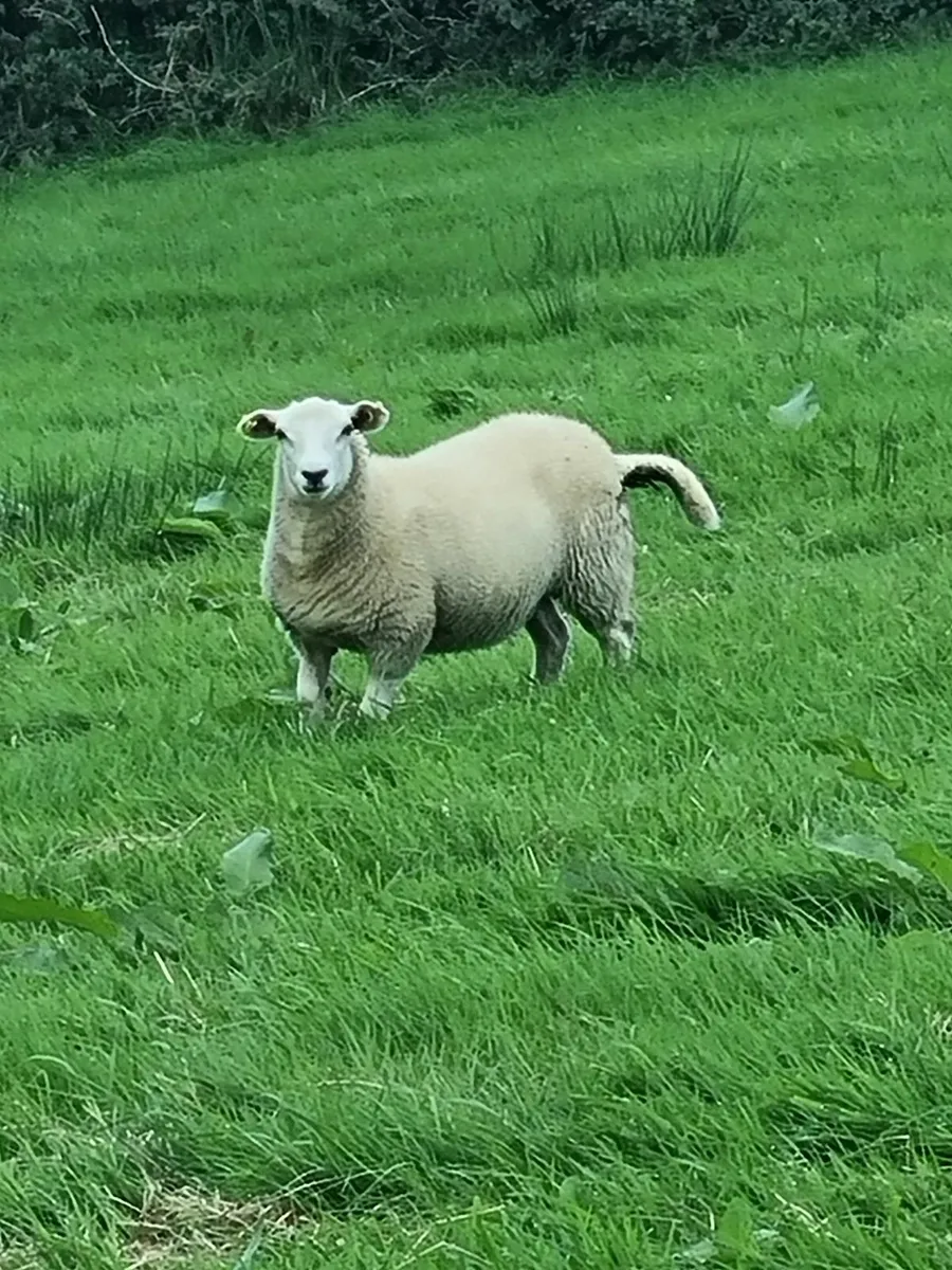 Organic Easy Care lambs - Image 1