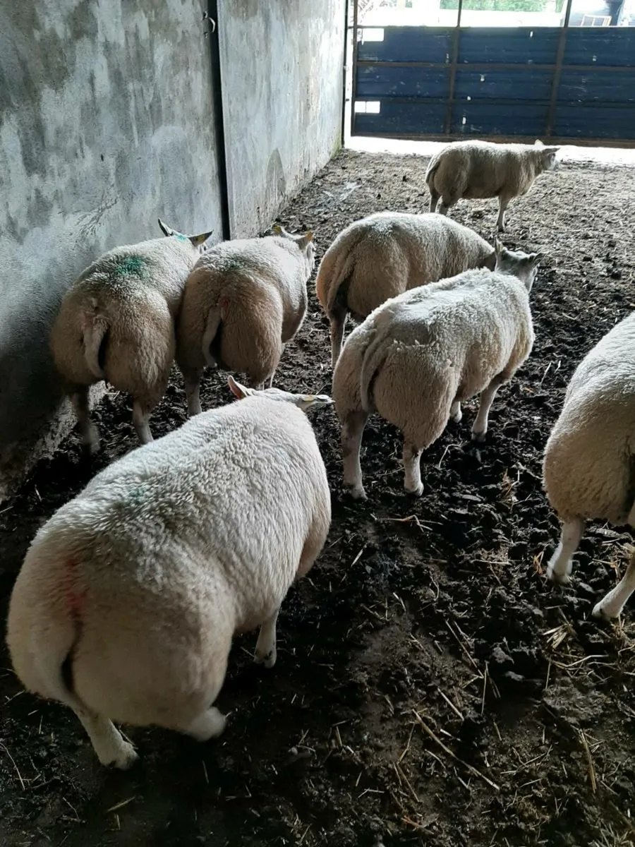 Beltex ram lambs - Image 2