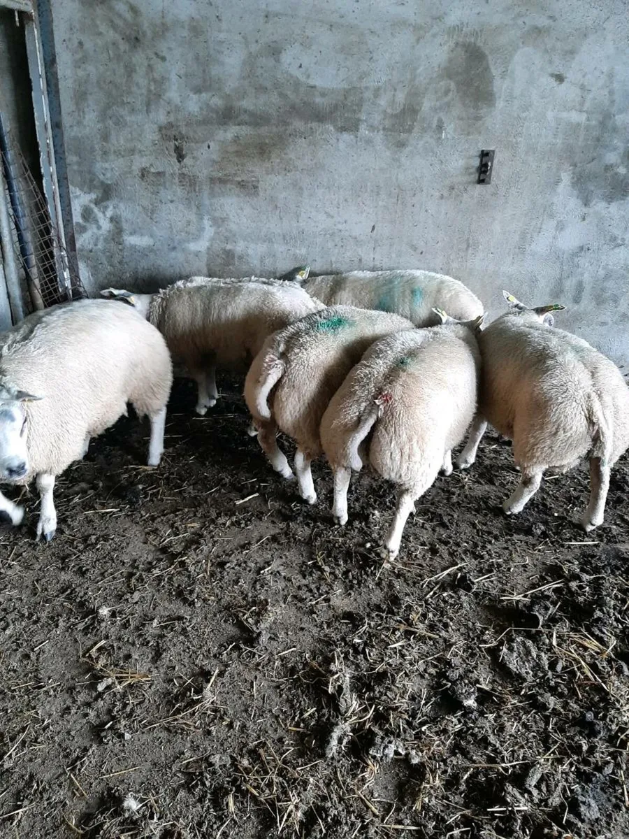 Beltex ram lambs - Image 3