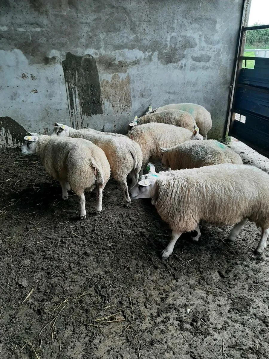Beltex ram lambs - Image 4