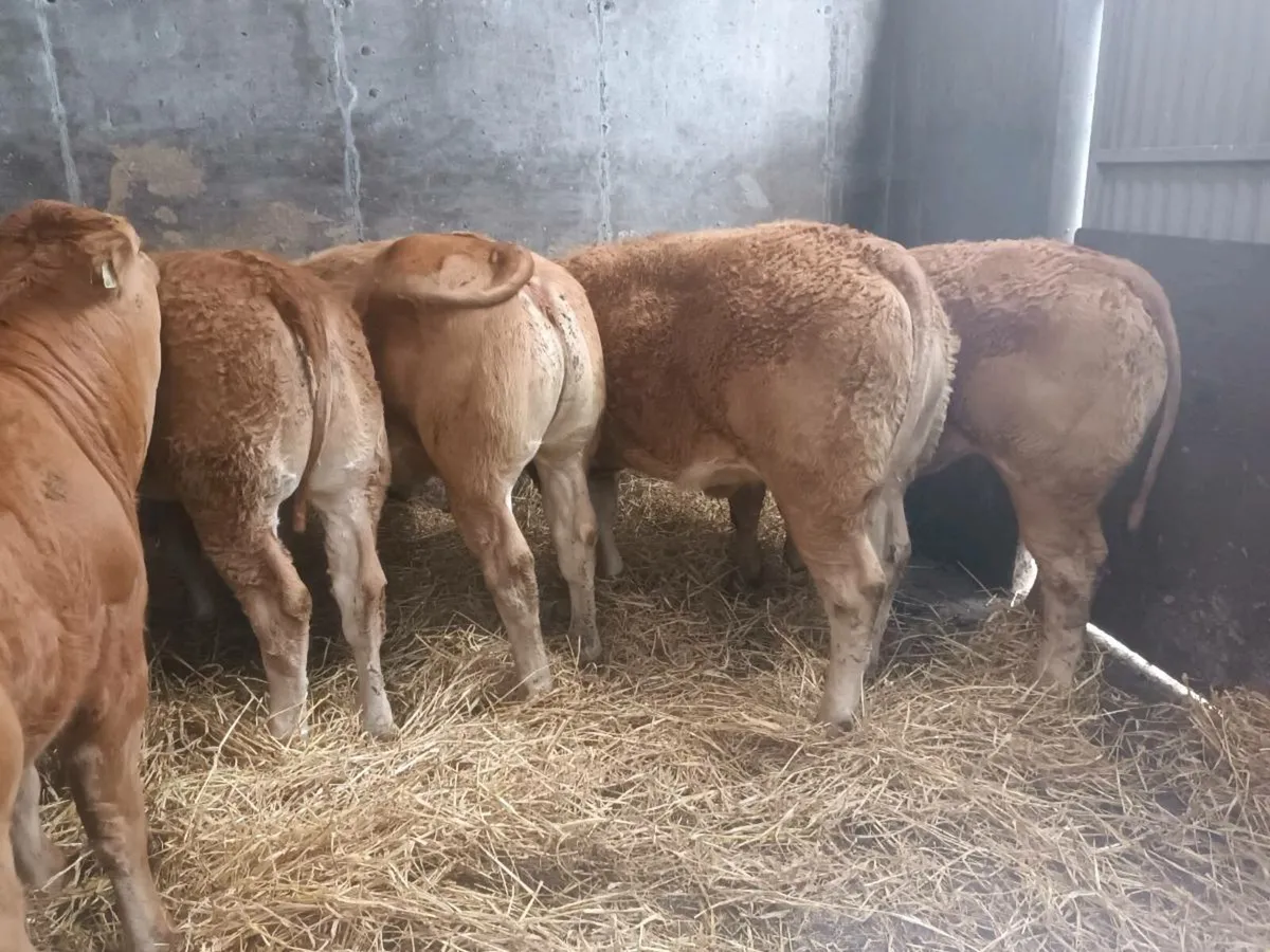 12 Top quilty  U  grade LMX heifer's for sale - Image 2