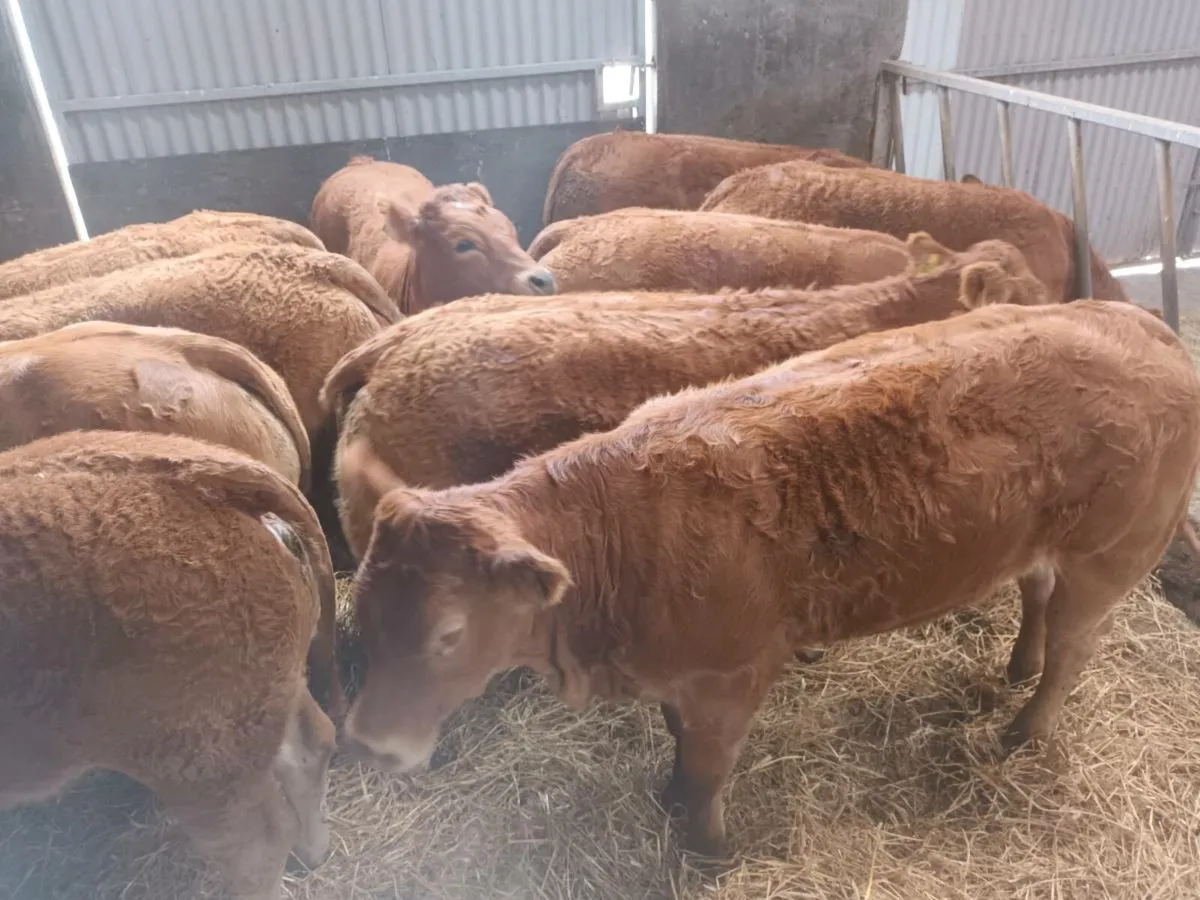 12 Top quilty  U  grade LMX heifer's for sale - Image 3