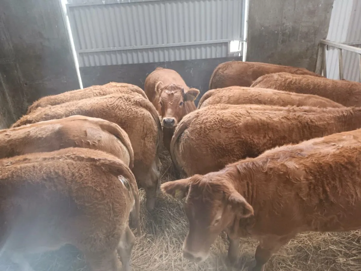 12 Top quilty  U  grade LMX heifer's for sale - Image 4