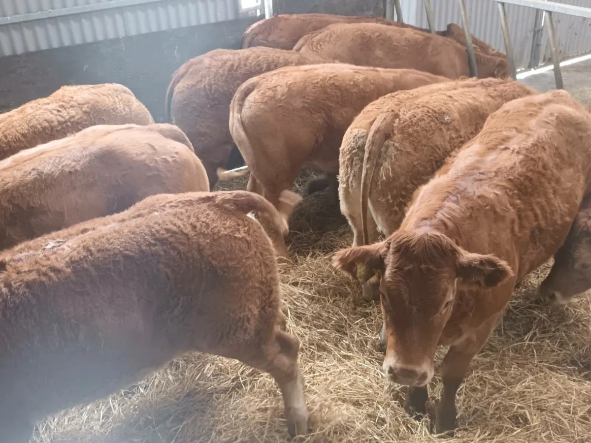 12 Top quilty  U  grade LMX heifer's for sale - Image 1