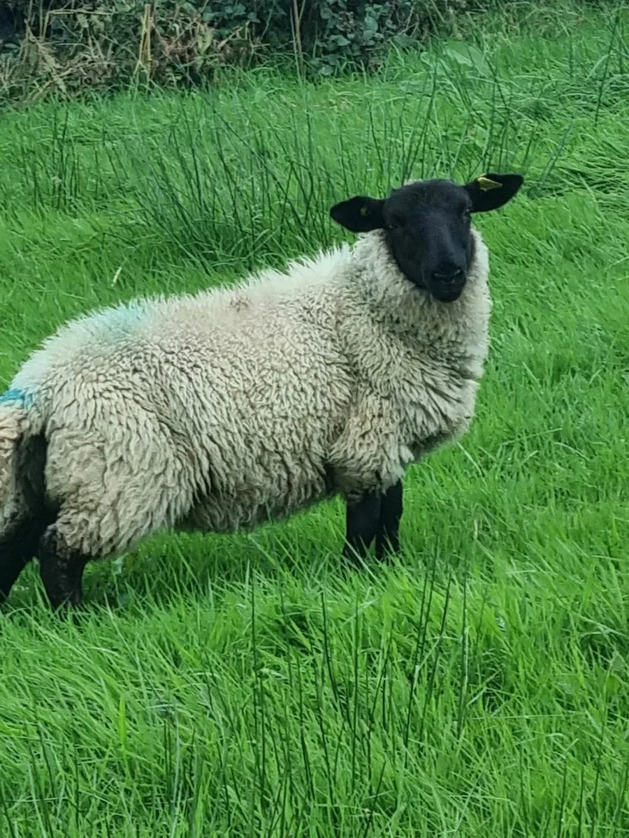 Organic Suffolk Ewe lambs - Image 2