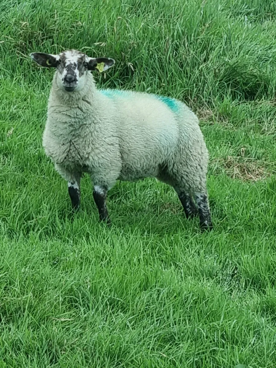 Organic Suffolk Ewe lambs - Image 1