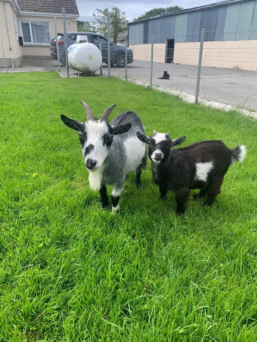 Pigmy Goats - Image 1