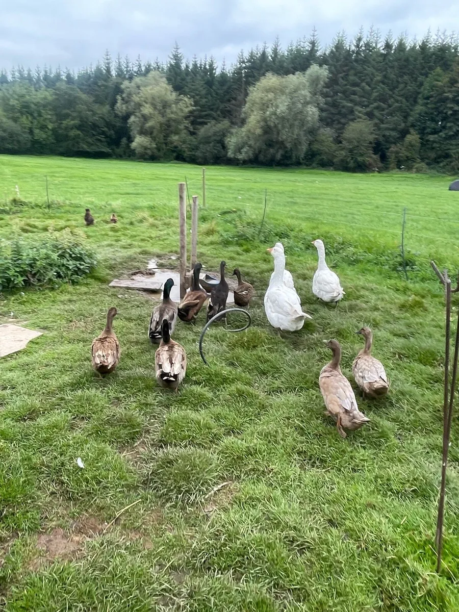 Silkies and ducks - Image 1