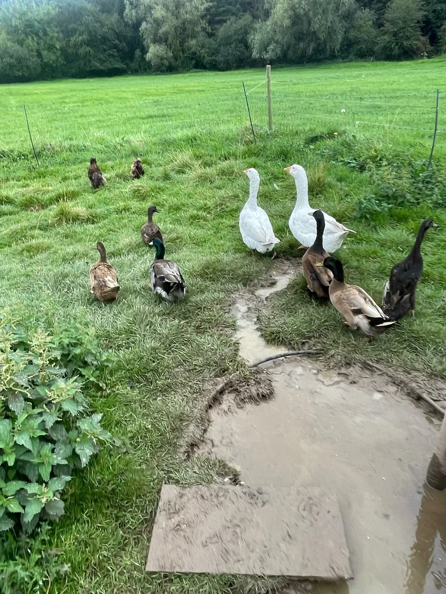 Silkies and ducks - Image 2