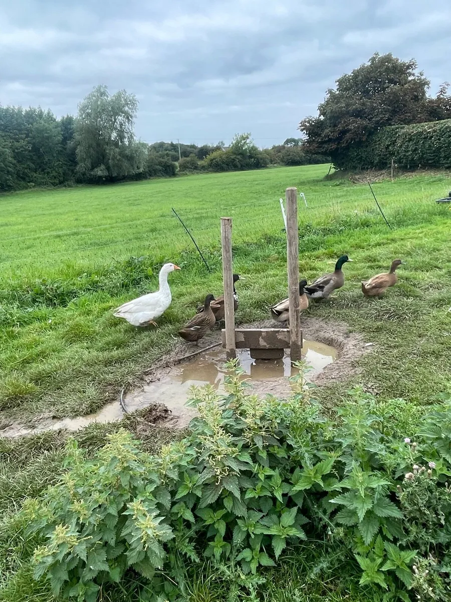 Silkies and ducks - Image 3