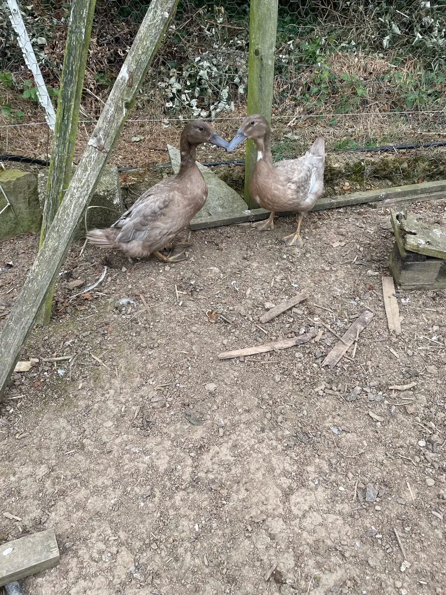 Silkies and ducks - Image 4