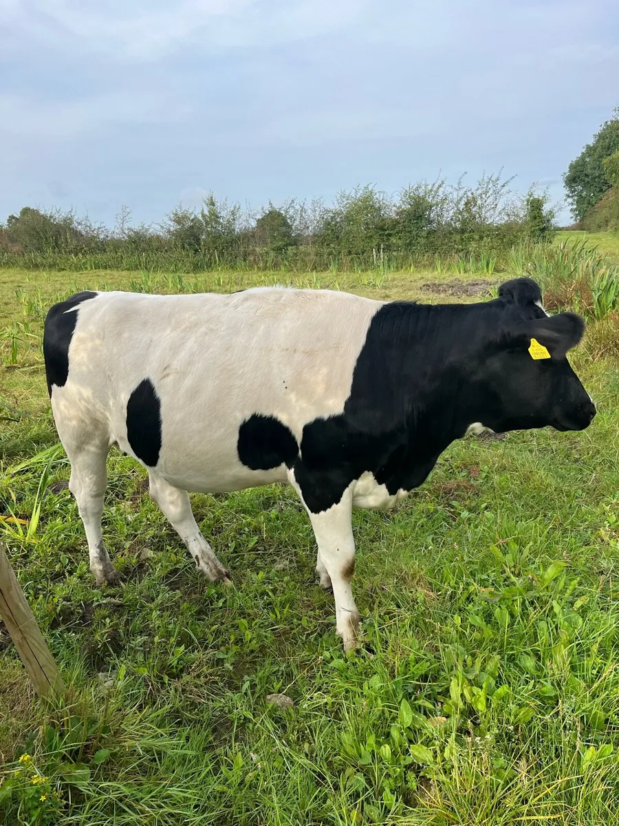 In calf fr heifers - Image 1