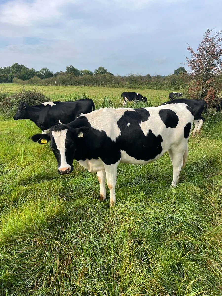 In calf fr heifers - Image 2