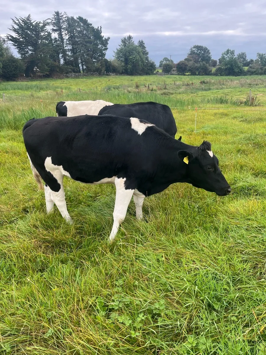 In calf fr heifers - Image 4