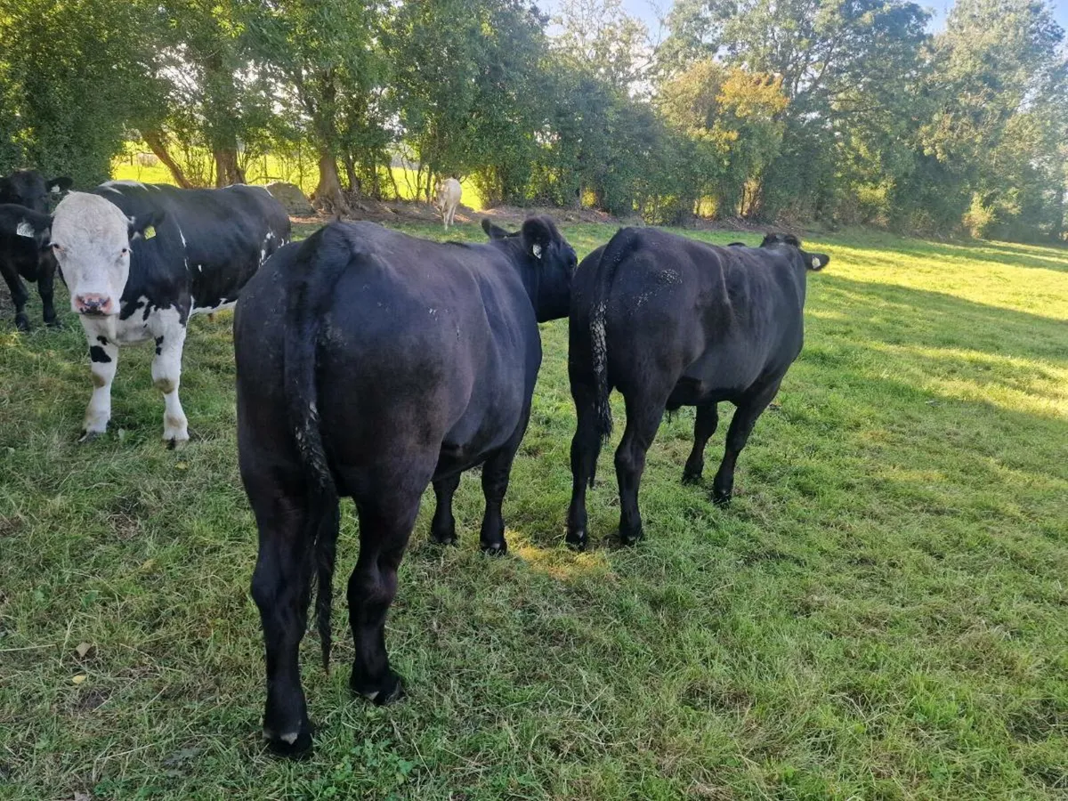 Quality Angus bullocks - Image 1