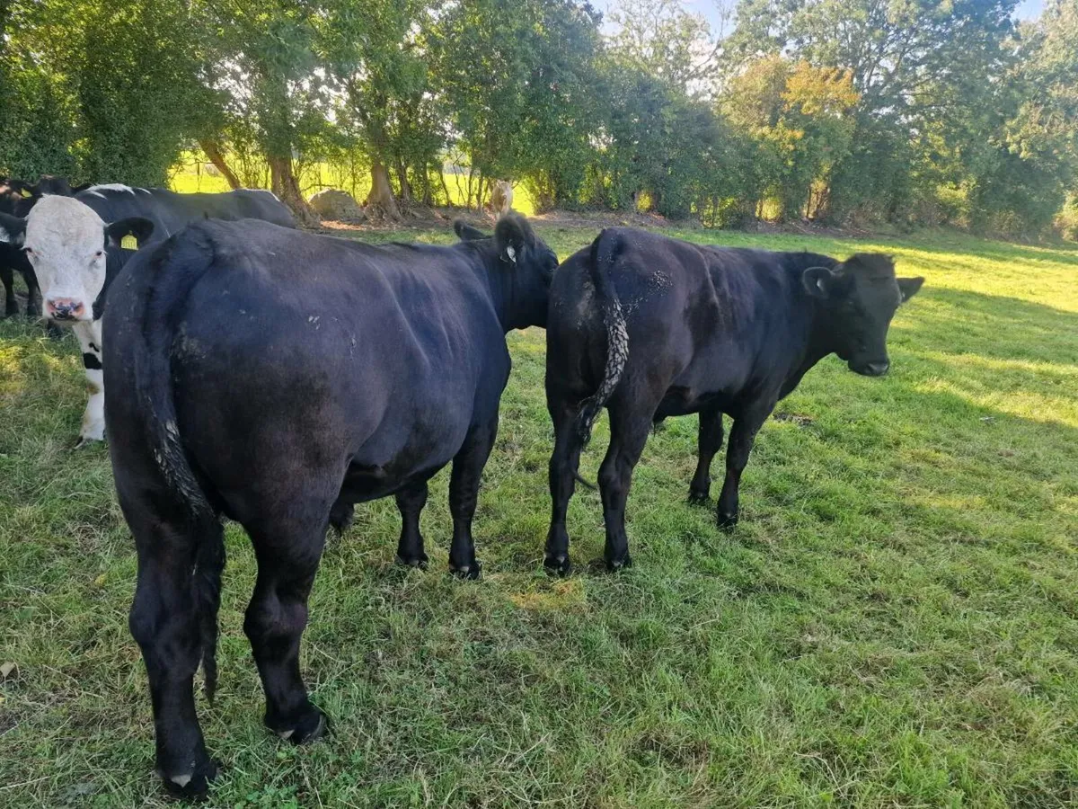 Quality Angus bullocks - Image 2