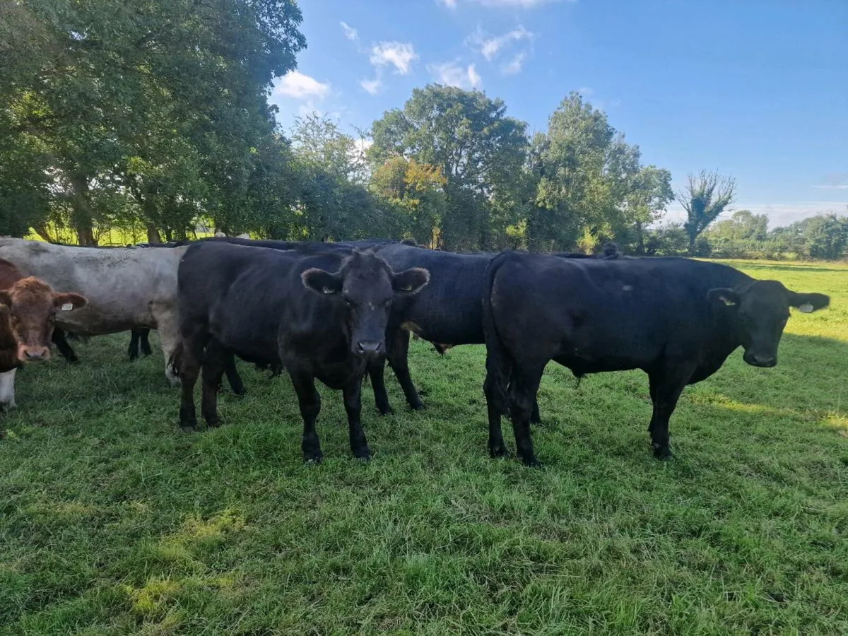 Quality Angus bullocks - Image 3