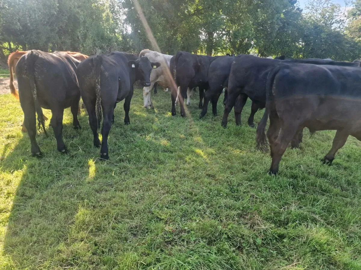 Quality Angus bullocks - Image 4