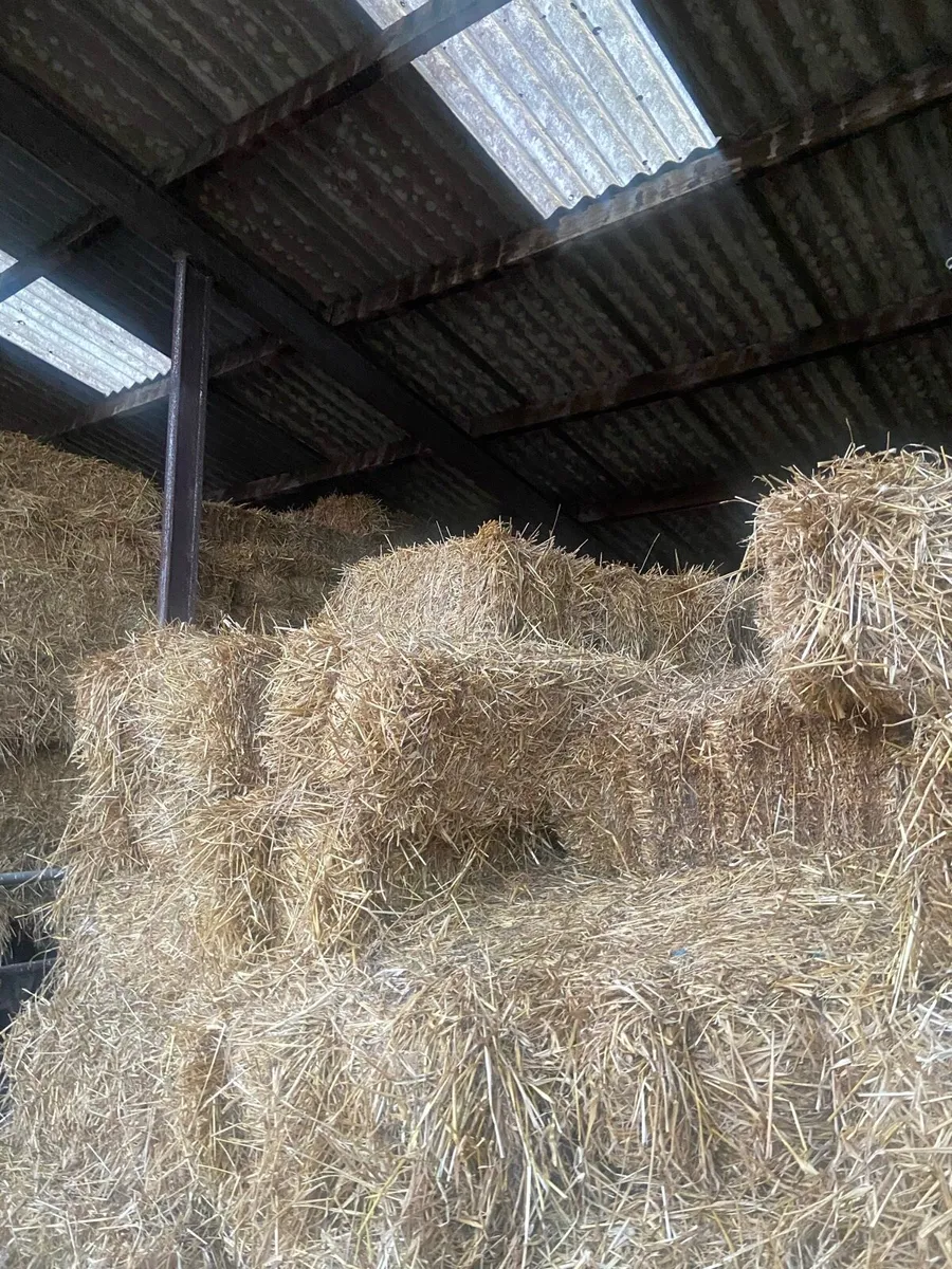 Spring Barley Straw Small Square Bales - Image 1