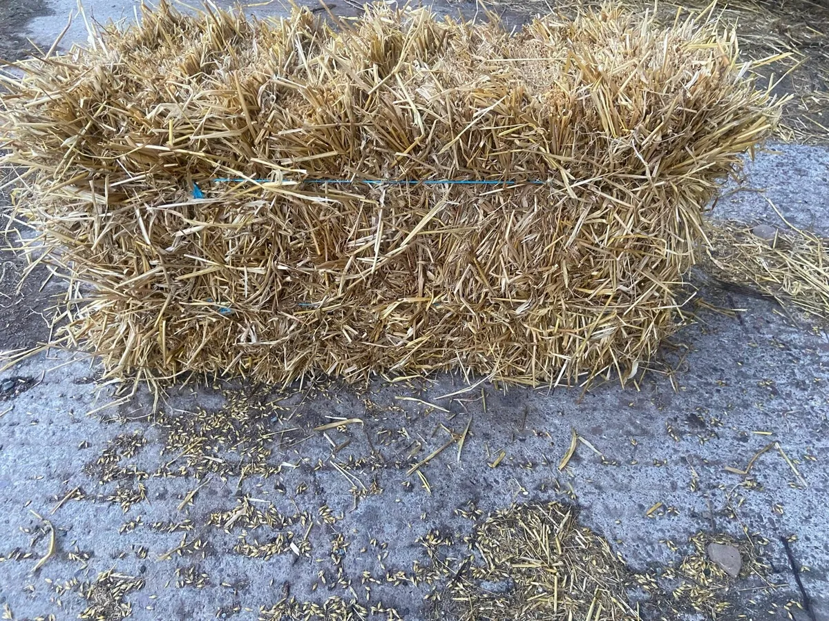 Spring Barley Straw Small Square Bales - Image 2