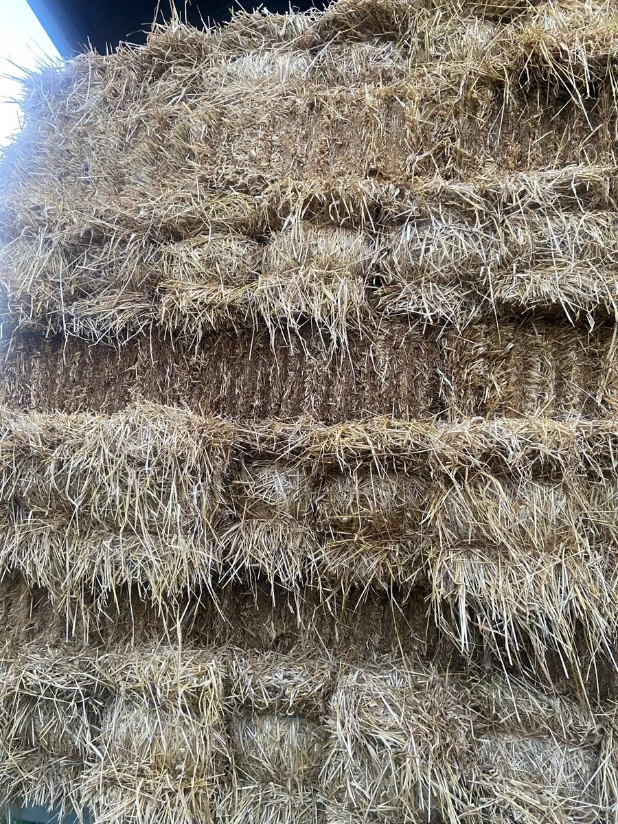 Spring Barley Straw Small Square Bales - Image 3