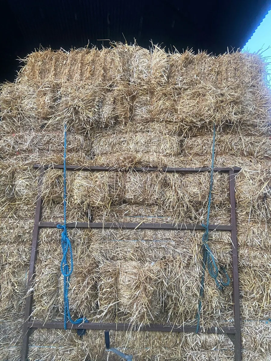 Spring Barley Straw Small Square Bales - Image 4