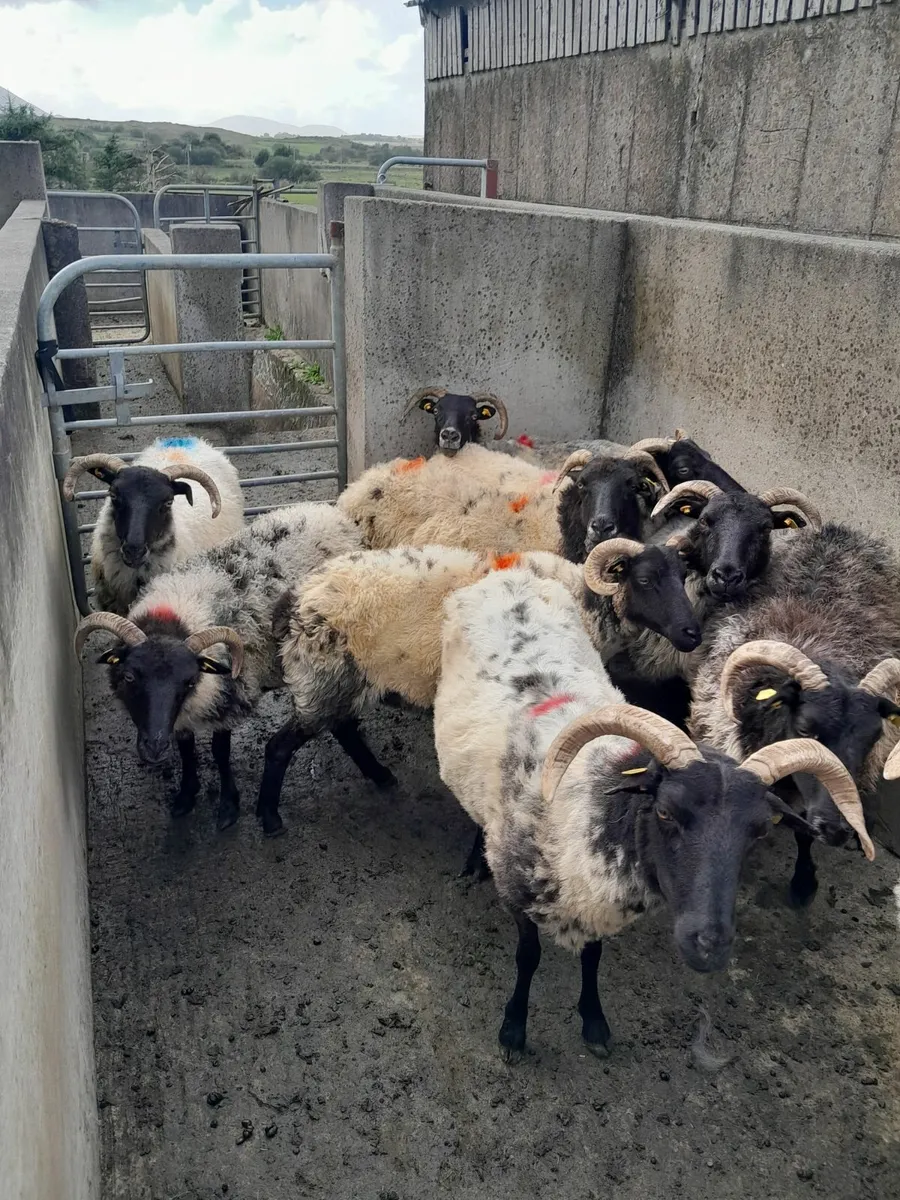Sheep