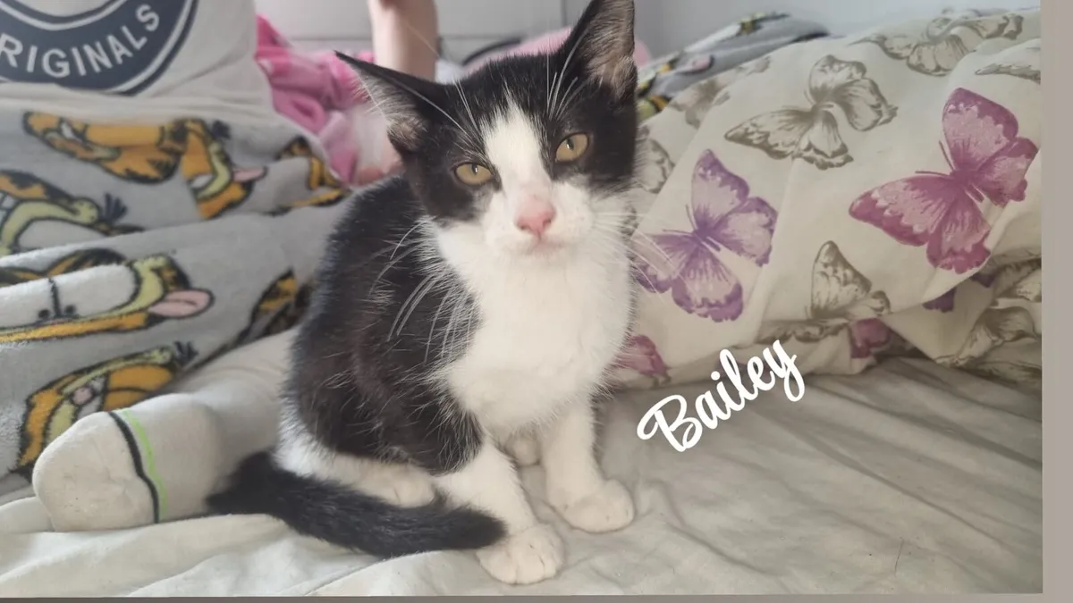 12 weeks old kittens looking for home - Image 2