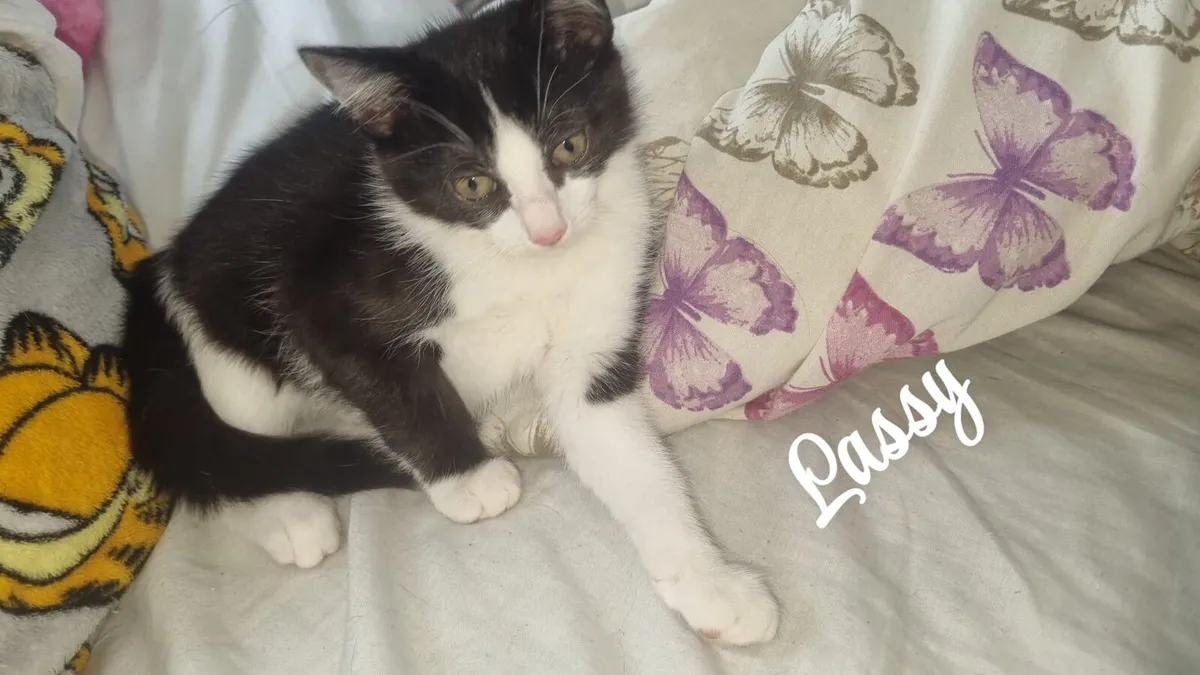 12 weeks old kittens looking for home - Image 3