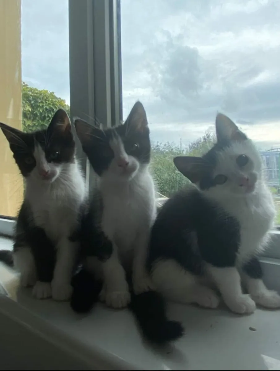 12 weeks old kittens looking for home - Image 1
