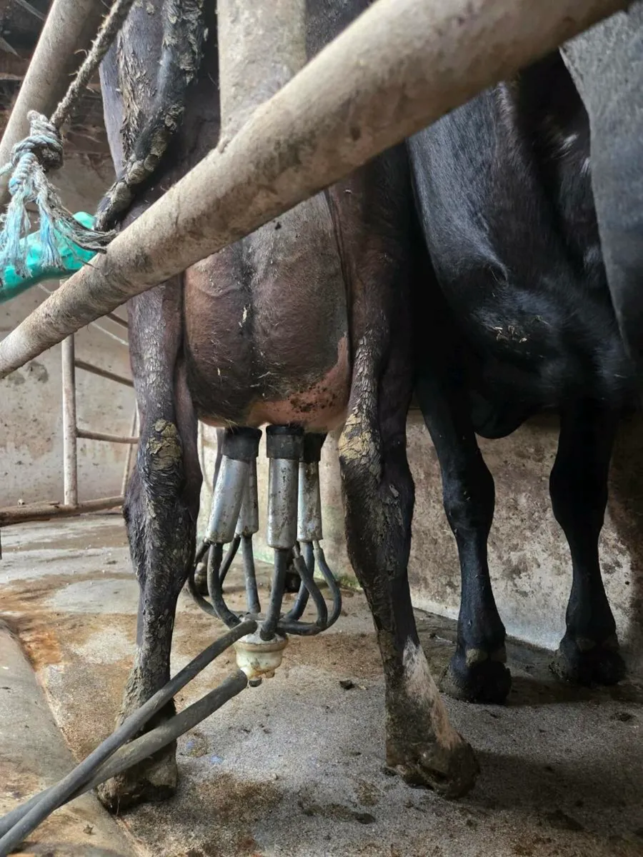 Freshly calved cows - Image 2