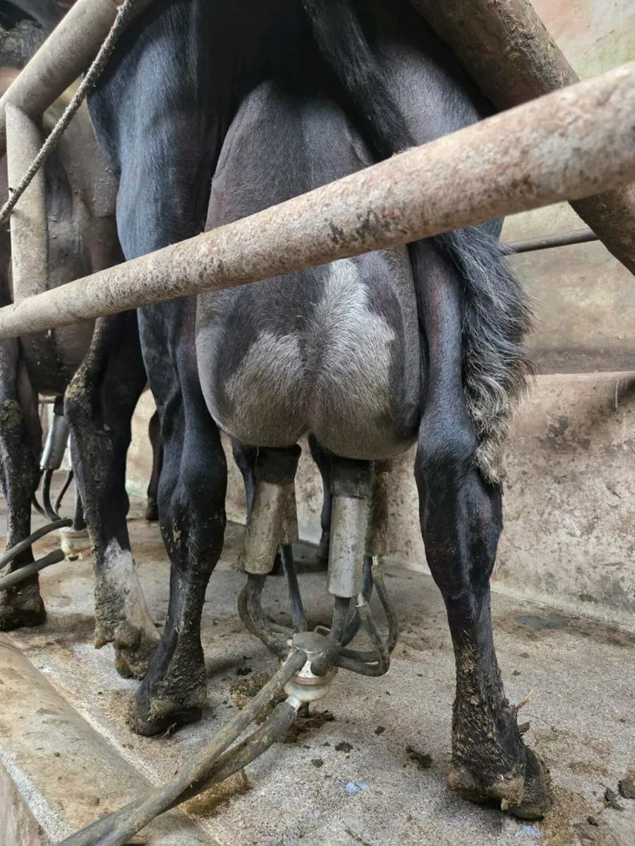 Freshly calved cows - Image 1