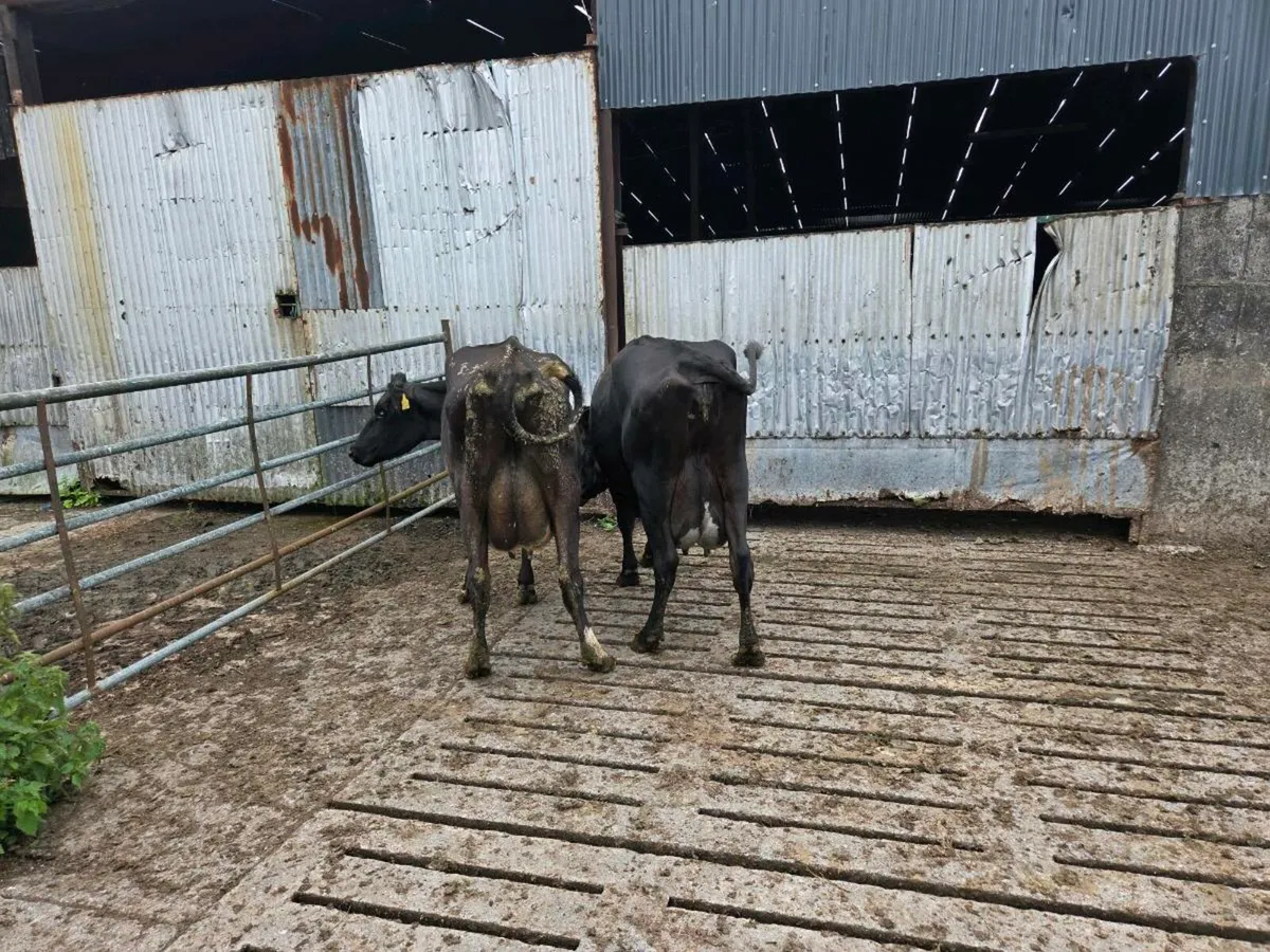 Freshly calved cows - Image 3
