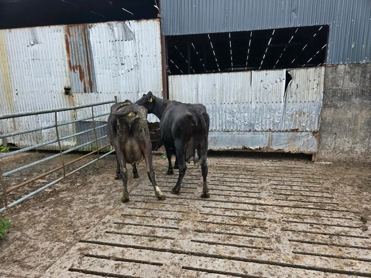 Freshly calved cows - Image 4