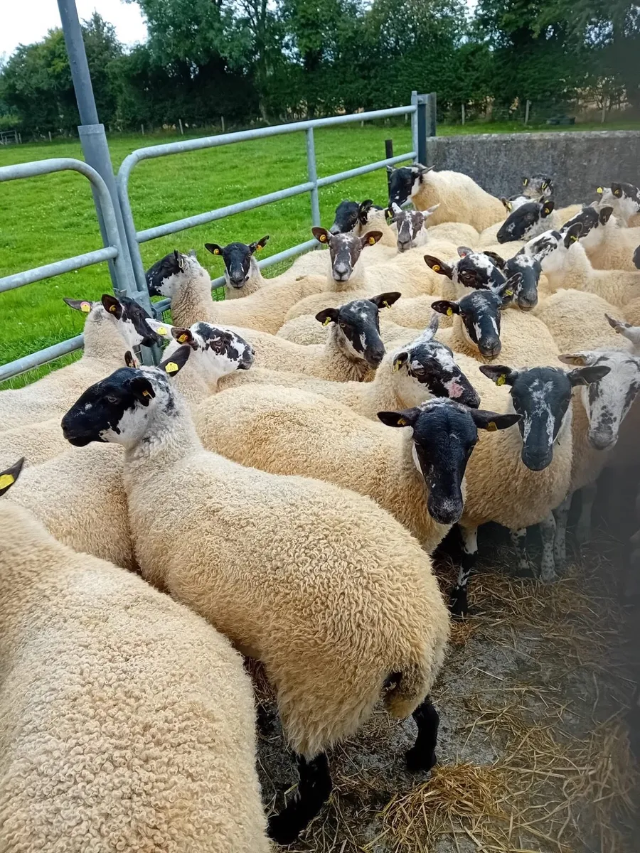 Mule Ewe Hoggets - Image 1