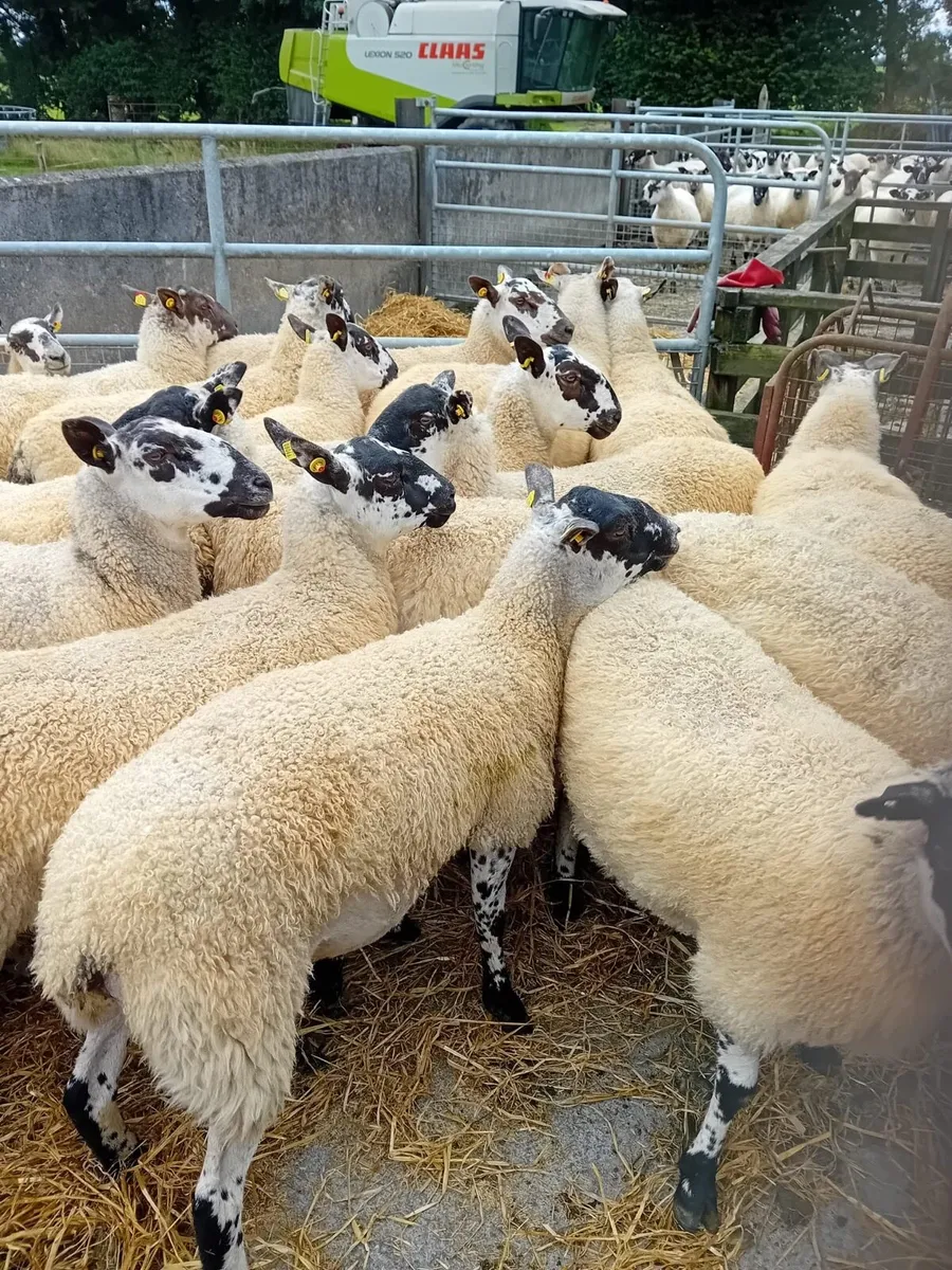 Mule Ewe Hoggets - Image 2