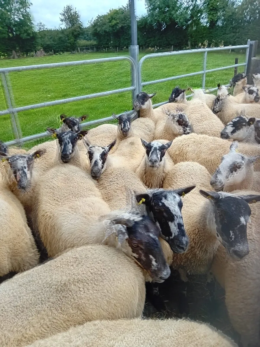 Mule Ewe Hoggets - Image 3