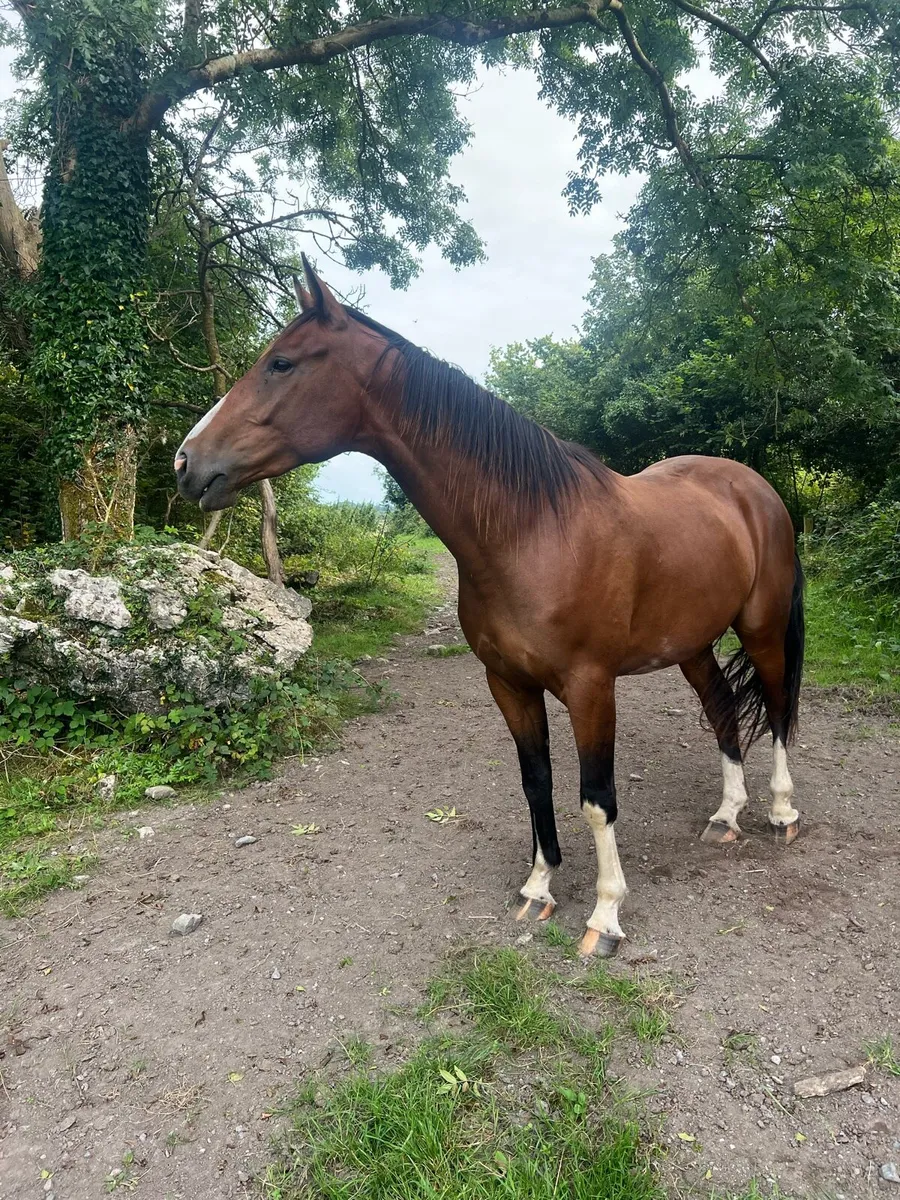 Gelding - Image 1