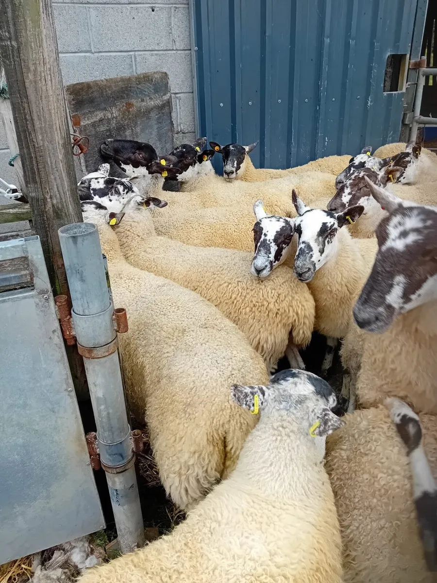 Mule Ewe Hoggets - Image 4