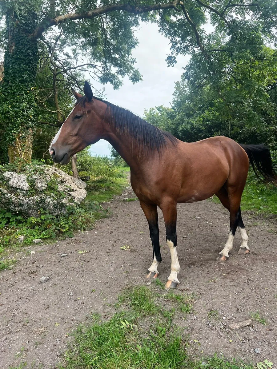Gelding - Image 2