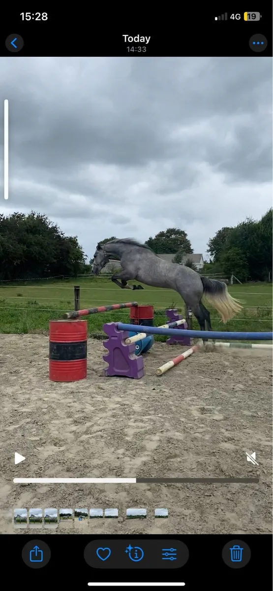 I’mnotafraidfortuna 3yo - Image 1