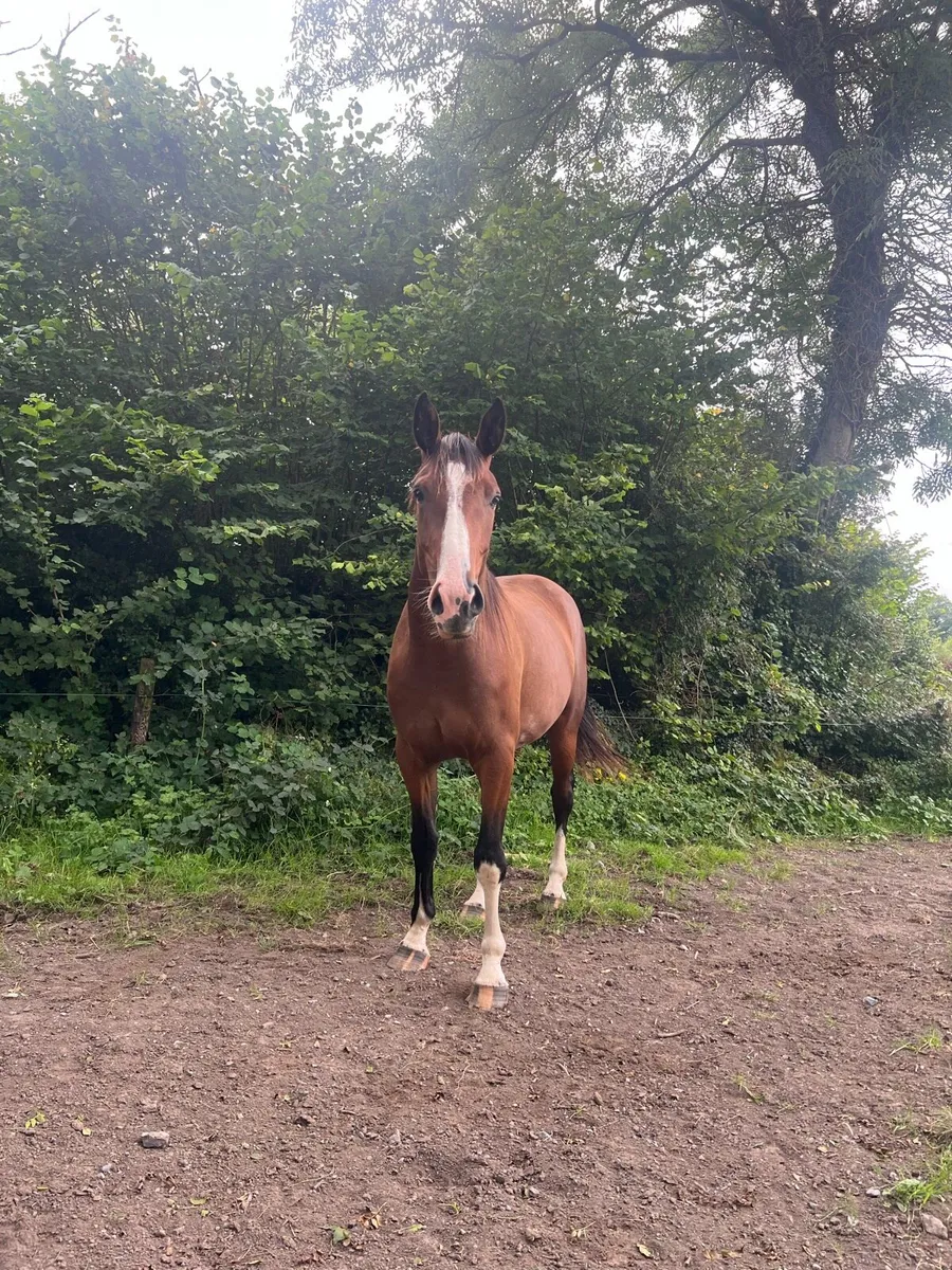 Gelding - Image 3
