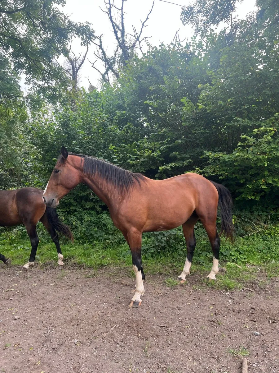 Gelding - Image 4