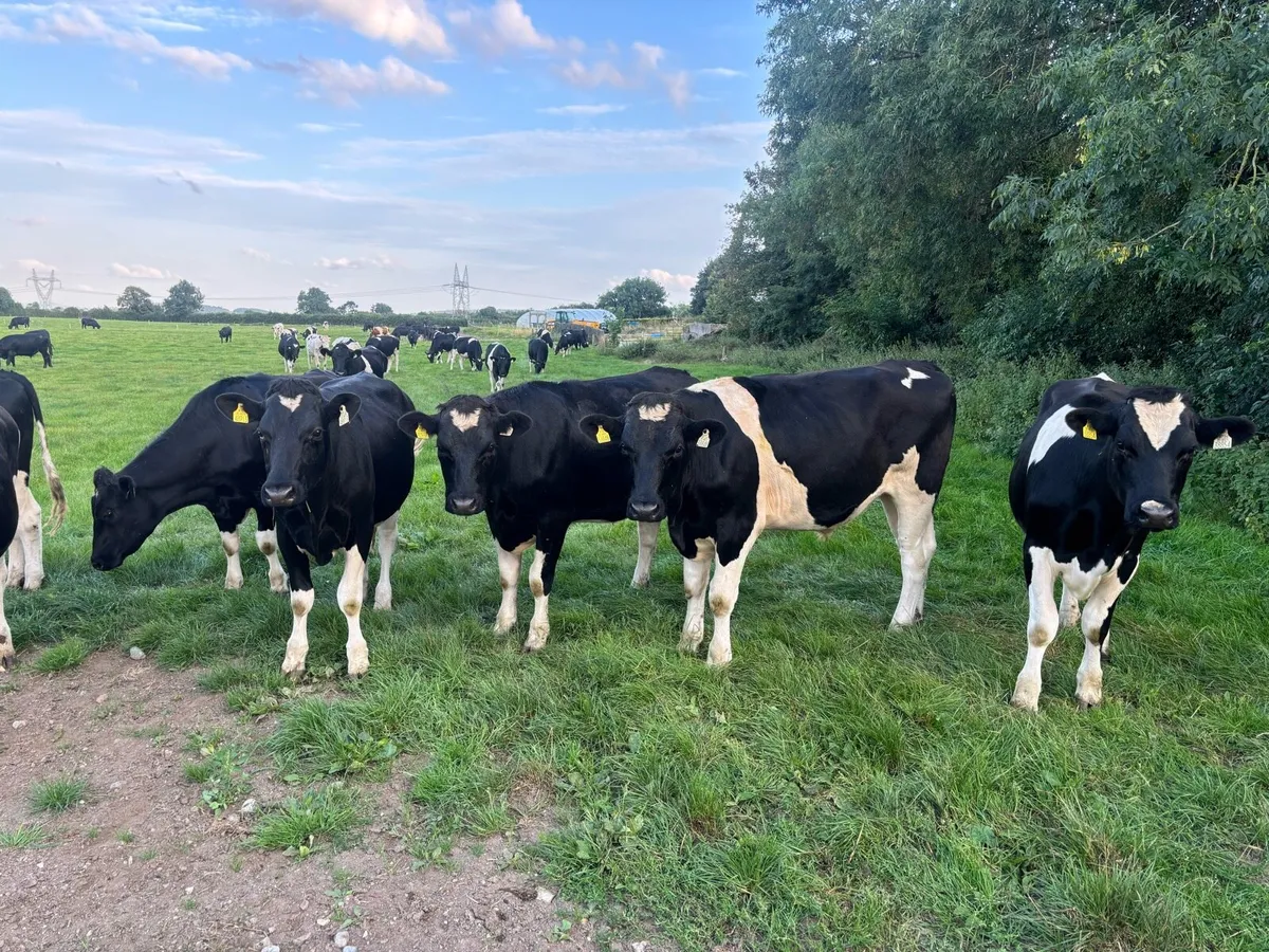 Friesian Bullocks - Image 1